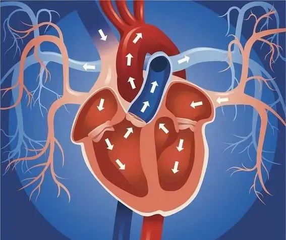 "年轻不是护身符!30岁后这5个习惯正在‘饿死’你的心脏"