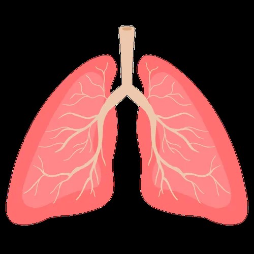 厨房油烟比吸烟更伤肺?医生警告:3个习惯加速肺衰老
