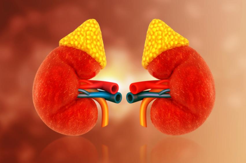 尿酸高500+无症状？肾脏健康风险需警惕—专家揭示“玻璃渣”背后的隐性危机